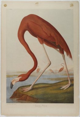 Flamingo americano