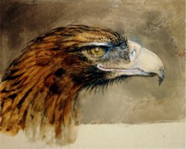 La testa d'aquila dalla vita