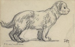 Studio di un cucciolo
