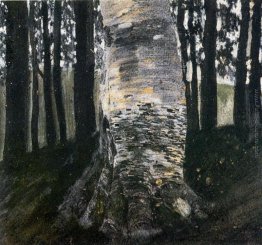 Betulla in una foresta