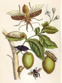 dalle Metamorfosi Insectorum Surinamensium, Piatto XLVIII