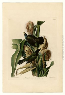Piatto 7. Viola Grakle o Common Crow Merlo
