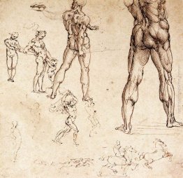 Studi anatomici