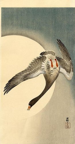 Volare oca lombardella visto da sotto di fronte alla luna
