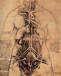 Disegno di Torso di una donna