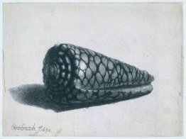 La Shell (Conus marmoreus)