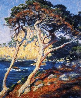 Point Lobos Alberi