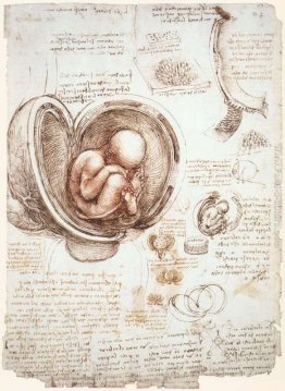 Gli studi del feto nel grembo materno