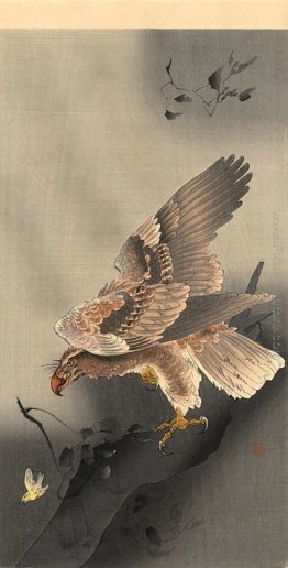 Swooping Aquila