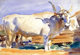 Bianco Ox a Siena