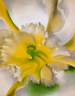 Un'orchidea