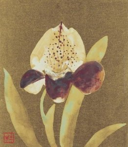 Orchidea