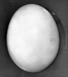 L'oeuf