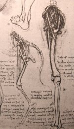 Disegno dell'anatomia comparata delle gambe di un uomo e un cane