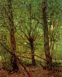 Alberi e Sottobosco