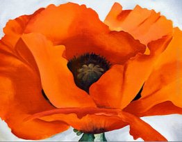 Red Poppy