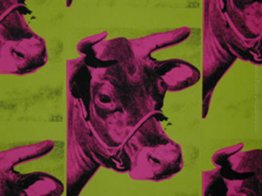 Mucca