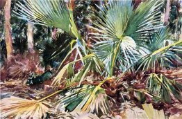 Palme nane, Florida