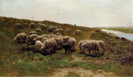 Pecore su una diga