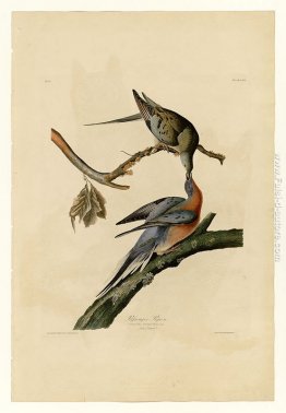 Piatto 62. Passenger Pigeon