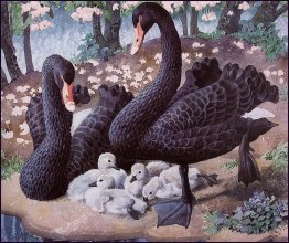 Black Swan Famiglia