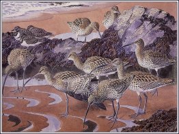 Chiurli E Turnstones