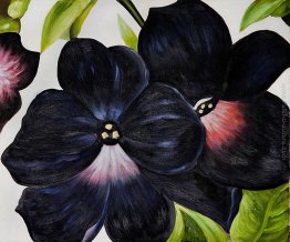 Nero e viola Petunia