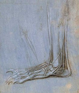 L'anatomia di un piede