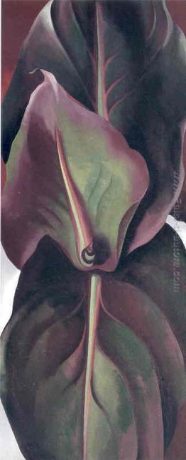 Canna Foglie
