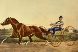 La Celebrazione Pacing Mare Pacahontas La Celebrazione Pacing Mare Pacahontas