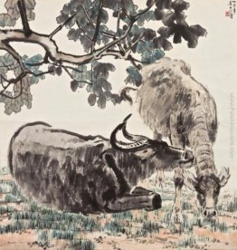Buffaloes Buffaloes