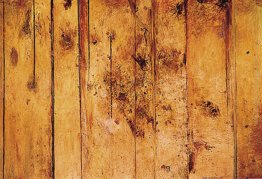 Alberello Foresta Alberello Foresta