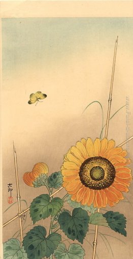 Piccola farfalla e girasole Piccola farfalla e girasole