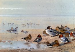 Codone, alzavola E Fischione, Sulla Spiaggia Codone, alzavola E Fischione, Sulla Spiaggia