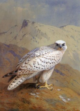 Un Groenlandia o Gyr Falcon Un Groenlandia o Gyr Falcon