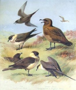 Di Richardson Skua, Grande Skua, stercorarius pomarinus Di Richardson Skua, Grande Skua, stercorarius pomarinus