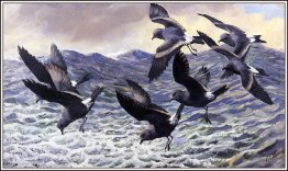 Tempesta procellarie Tempesta procellarie
