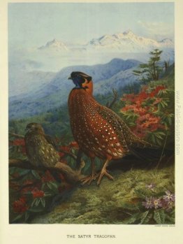 Satyr-Tragopan Satyr-Tragopan