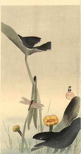 Libellula e Lotus Libellula e Lotus