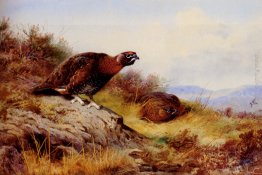 Red Grouse On The Moor Red Grouse On The Moor