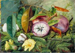 Fogliame, fiori e di semi-navi di Cotone e frutta di Star Apple, Fogliame, fiori e di semi-navi di Cotone e frutta di Star Apple,