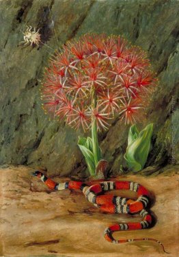 Flor Imperiale, Serpente corallo e Spider, il Brasile Flor Imperiale, Serpente corallo e Spider, il Brasile