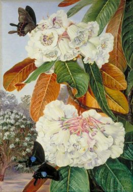 Rhododendron Falconeri dalle montagne del nord dell'India Rhododendron Falconeri dalle montagne del nord dell'India