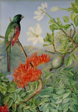 Due fioritura Arbusti di Natal e un Trogon Due fioritura Arbusti di Natal e un Trogon
