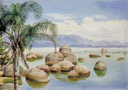 Palme e massi nella baia di Rio, Brasile Palme e massi nella baia di Rio, Brasile