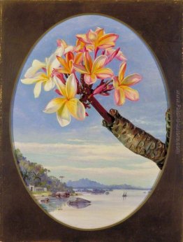 Fiori di gelsomino mango o di Frangipani, Brasile Fiori di gelsomino mango o di Frangipani, Brasile