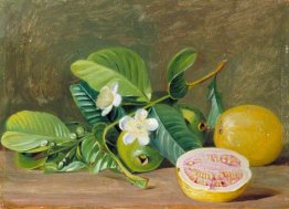 Fogliame, fiori e frutta di una varietà di Guava Fogliame, fiori e frutta di una varietà di Guava