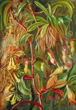 Seychelles Pitcher Plant e Bilimb Marron Seychelles Pitcher Plant e Bilimb Marron