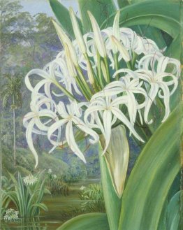Un Crinum Borneo Un Crinum Borneo
