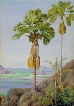 Alberi Maschio e femmina del Coco de Mer a Praslin Alberi Maschio e femmina del Coco de Mer a Praslin
